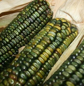 Kukurūza 'Oaxan Green'